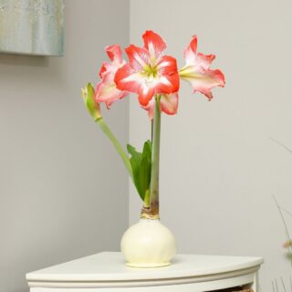 Ivory Pearl