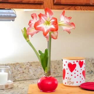 Pioneering Sustainability and Clean, Climate-Positive Floral Solutions 6 Forever Red