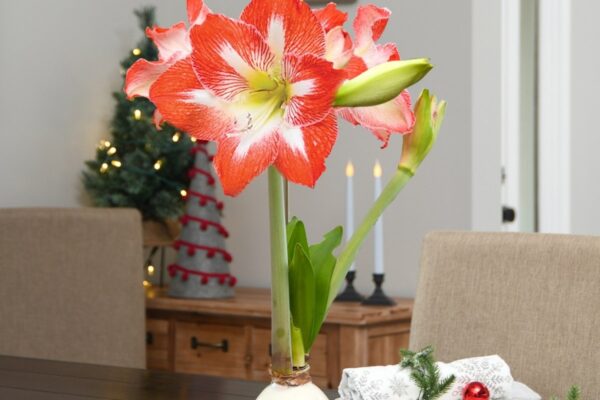 Amaryllisページ Bloomaker Gold Waxed Amaryllis Bulbs, 3-count, Red Bloom