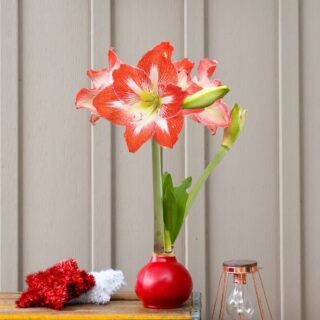 Classic Red