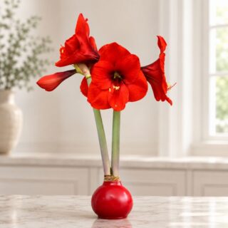 National Best Friend Day: 8 Flower Arrangements to Send Your Person 5 Bright Red