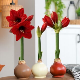 Cozy Amaryllis Trio