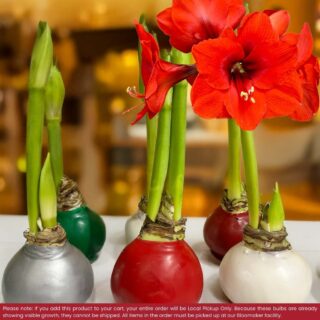 Pre-Sprouted Waxed Amaryllis