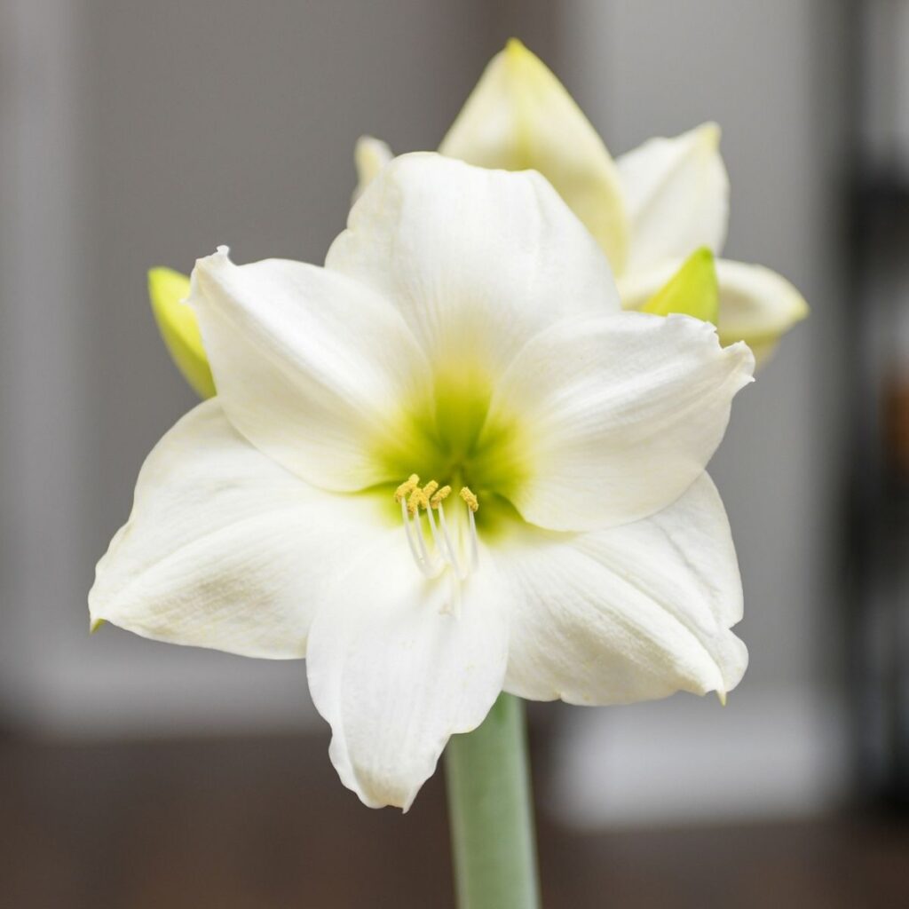 National Best Friend Day: 8 Flower Arrangements to Send Your Person 9 Christmas Gift