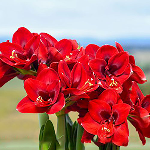 Giant Amaryllis Anne Seaton square