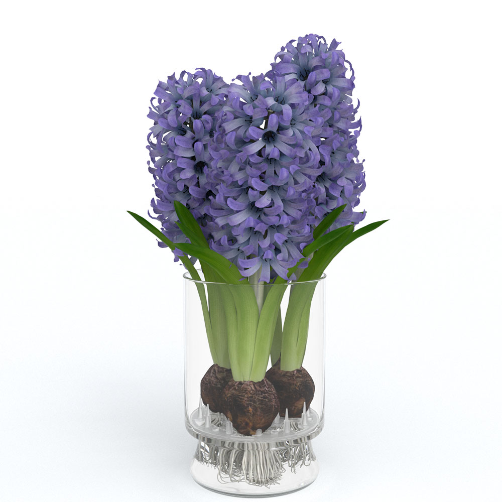 Hyacinth bloomaker hydroponic