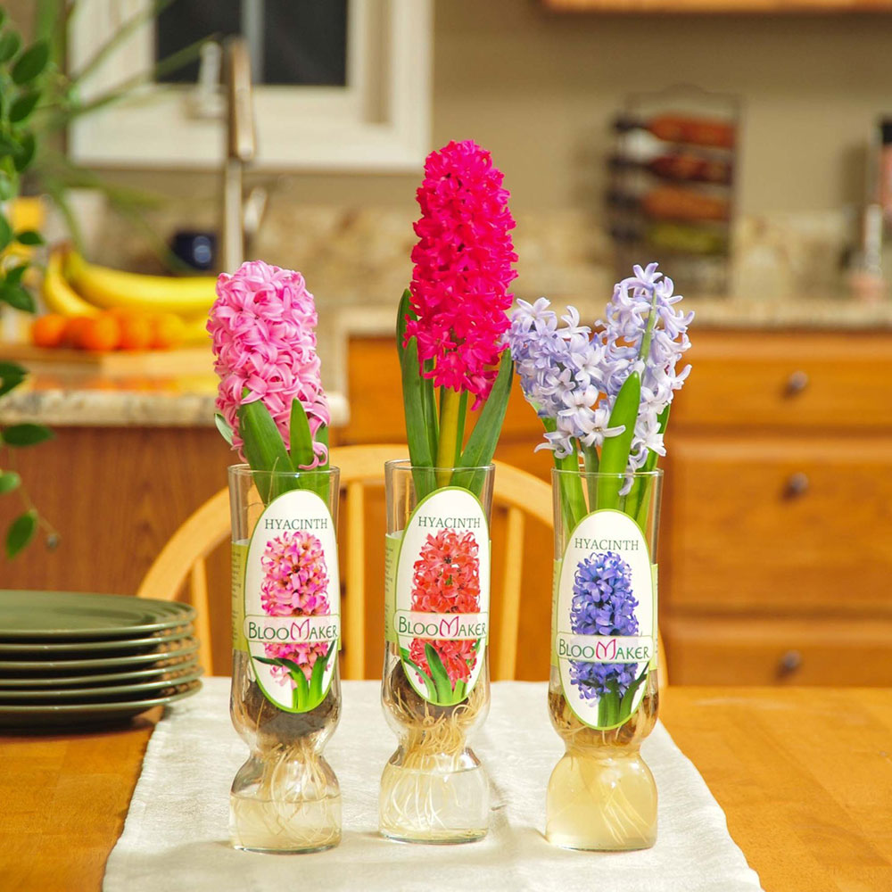 Hyacinth1 bulb 01
