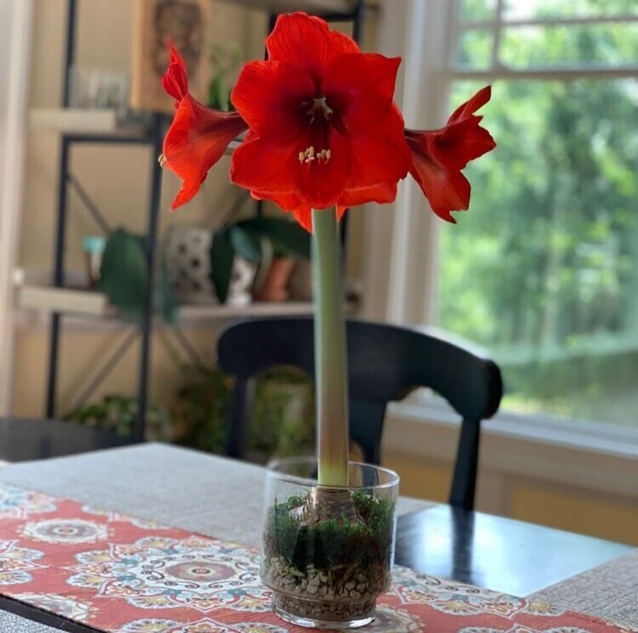 A vibrant red amaryllis flower in full bloom, placed in a clear glass vase with visible roots and soil, on a table with a decorative runner. The background shows a well-lit room with large windows and shelves holding various plants and decor items.