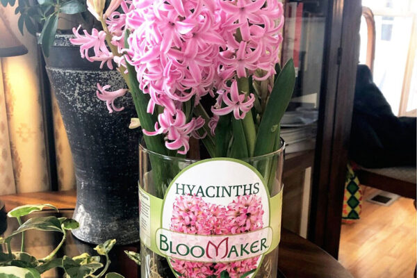 Pink Pearl Hyacinths in Vase