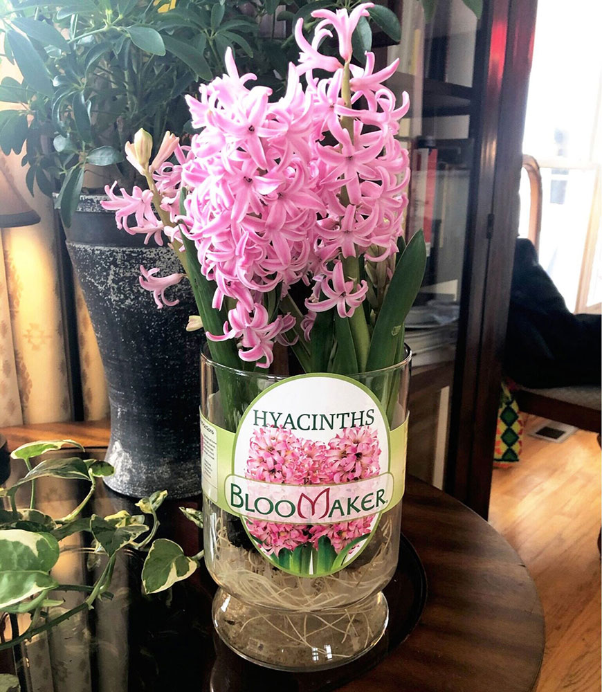 Pink Pearl Hyacinths in Vase
