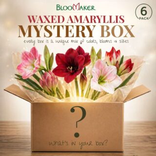 Waxed Amaryllis Mystery Box – 6 Pack