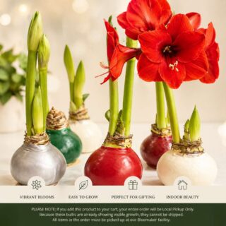 Pre-Sprouted Waxed Amaryllis