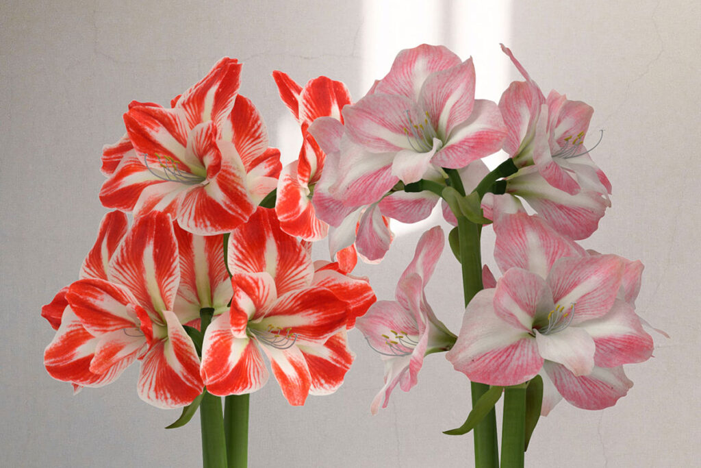 Minerva (left) and Apple Blossom (right)