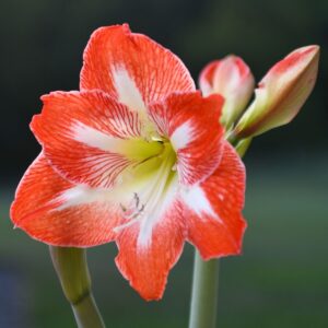kaktus spinnmilben Euphorbia ingens