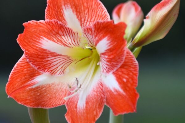 Minerva-web-bulbs-600x400.jpg