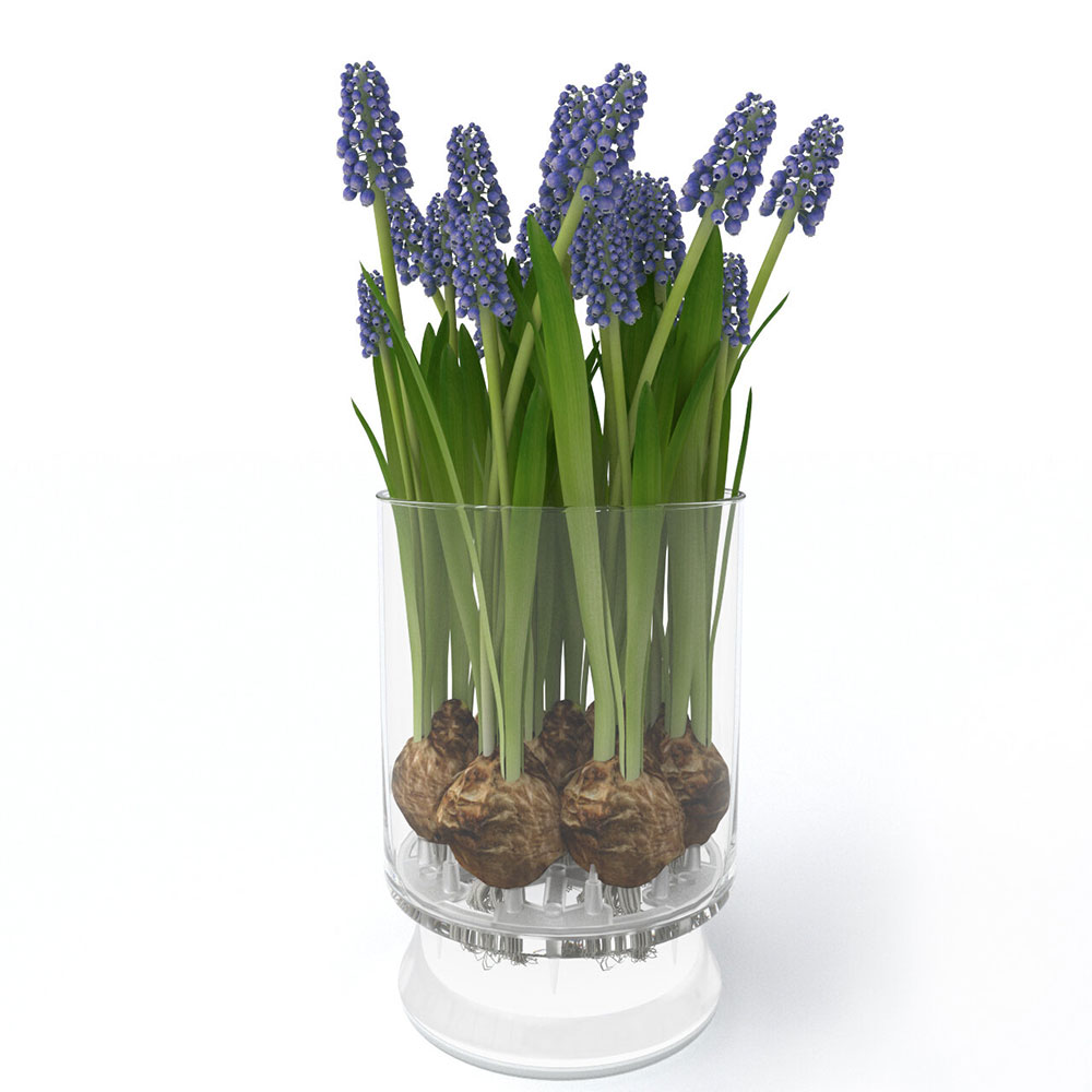Muscari bloomaker hydroponic
