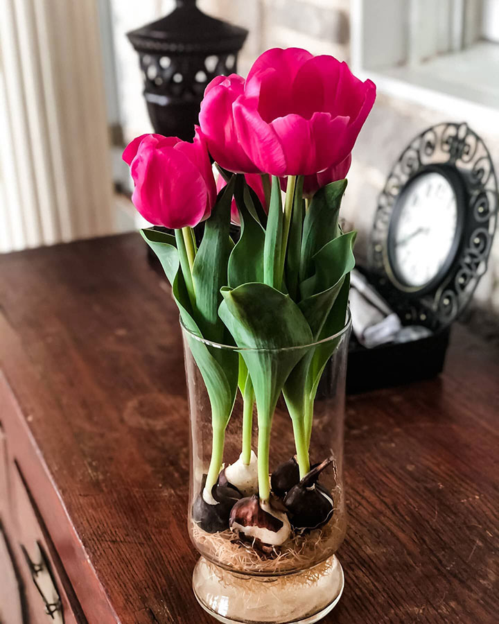 Pink Tulips