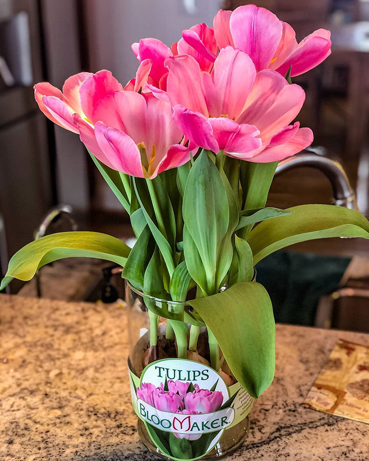 Pink Tulips