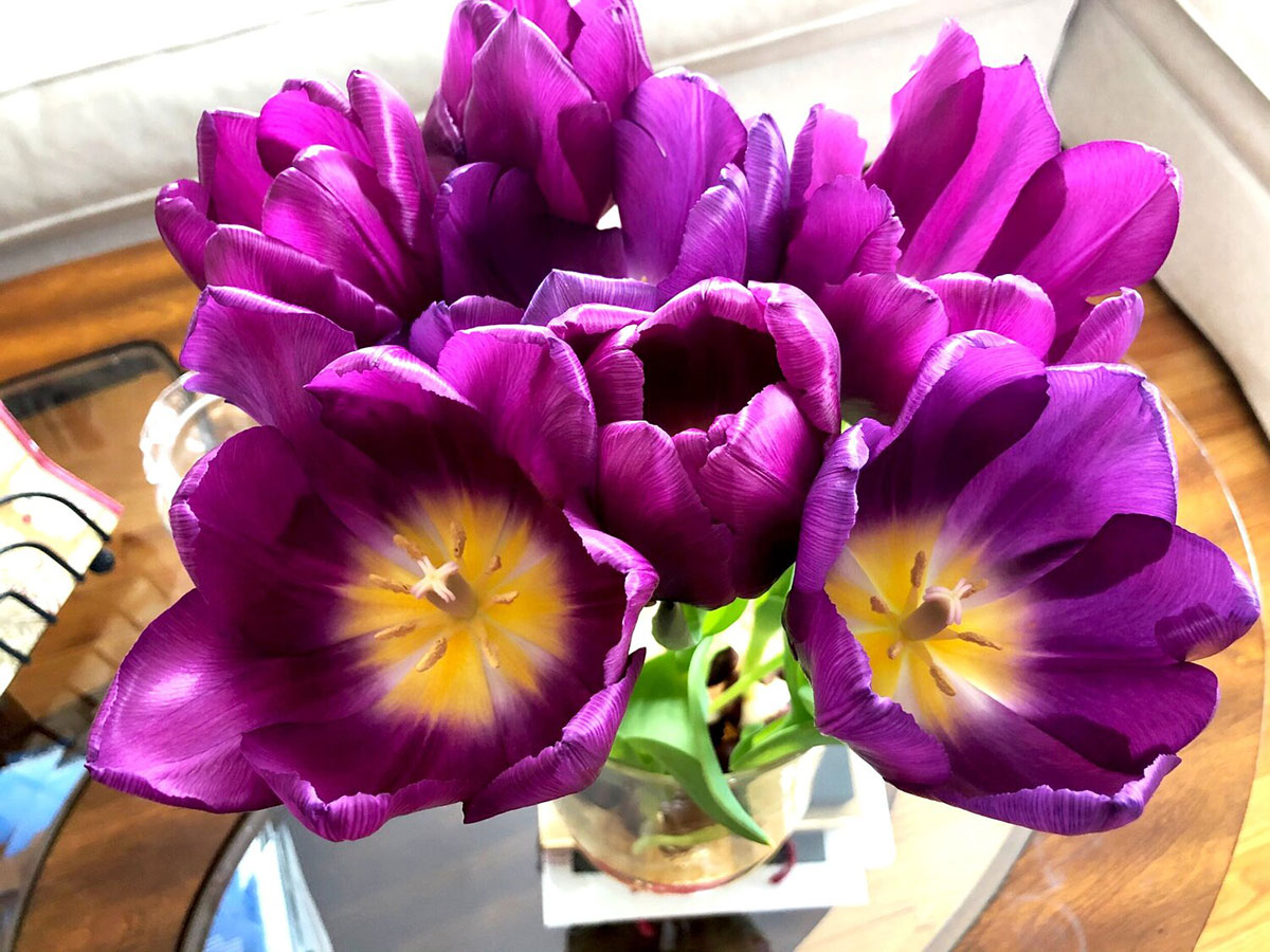 Purple Tulips