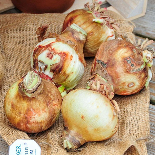 RawBulbs Apple Blossom 02 square