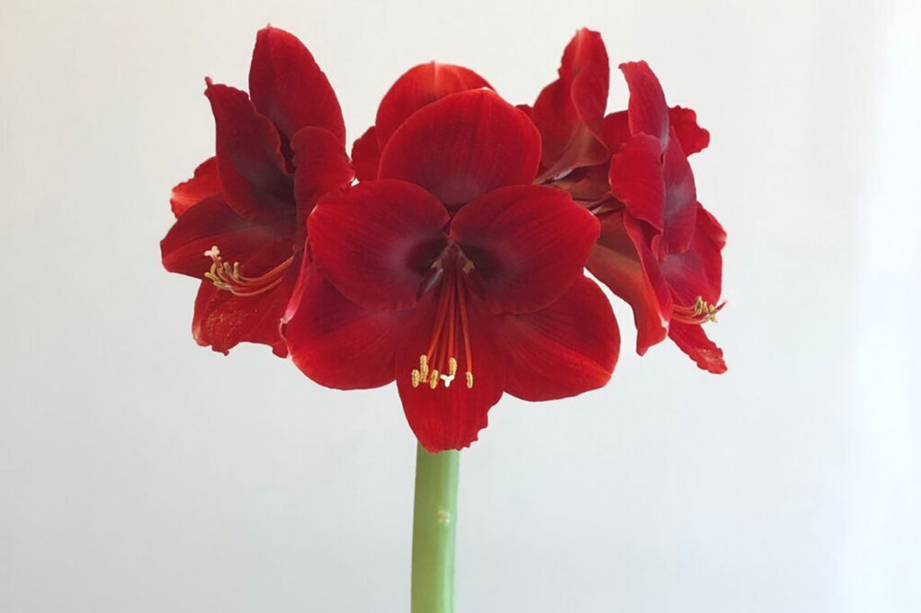 Red Amaryllis flowers