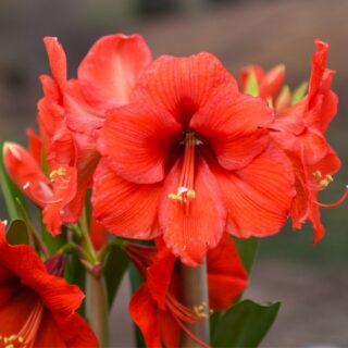 Orange Sovereign
