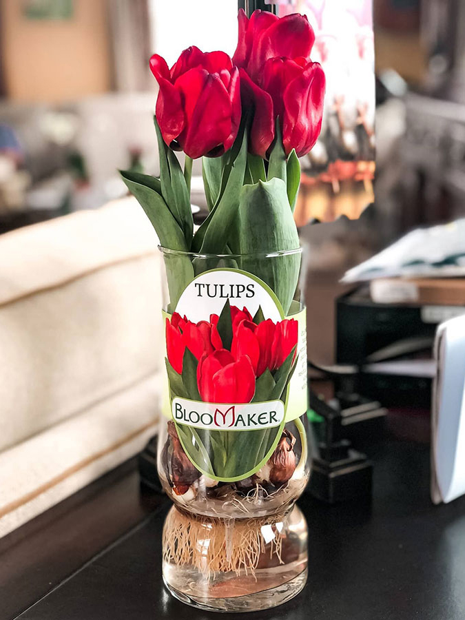 Red Tulips