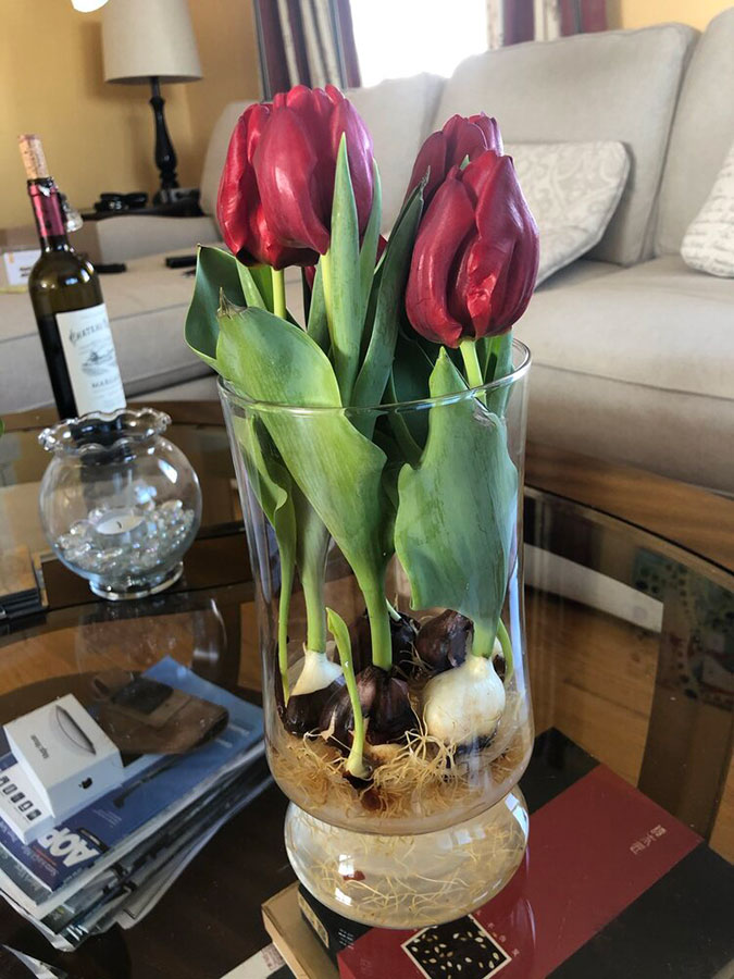 Red Tulips