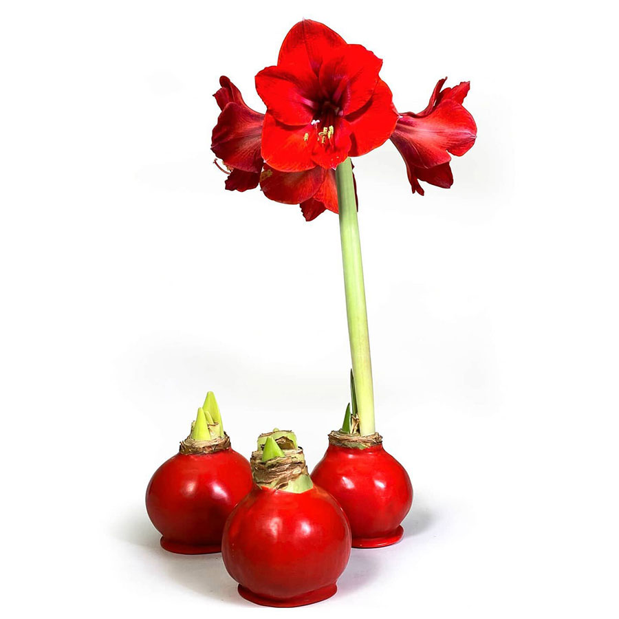 Red Waxed Amaryllis 3 pack bulbs