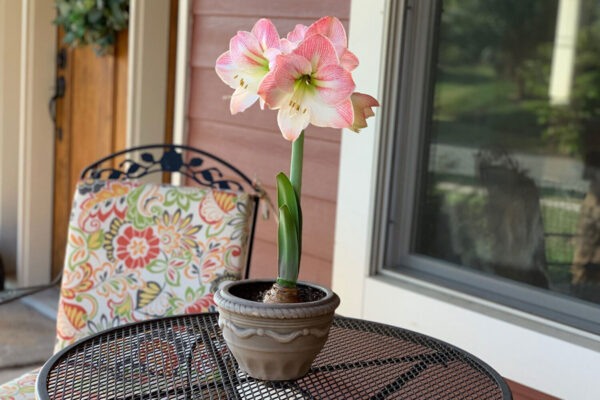 Beautiful Single Giant Amaryllis in pot placed on wire-top table outdoors