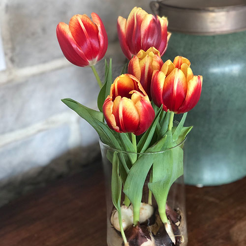 Tulips 02 square
