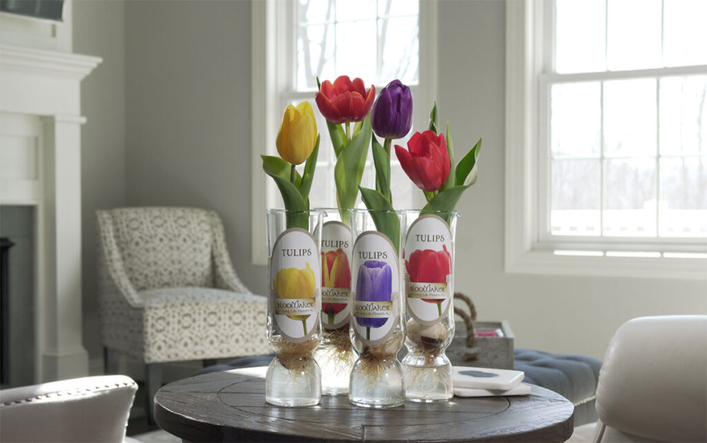 When is the Best Time to Purchase Bloomaker Tulips? 1 Display of different Tulip varieties and vases shown in a contemporary room setting