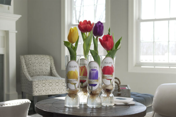 Display of different Tulip varieties and vases shown in a contemporary room setting
