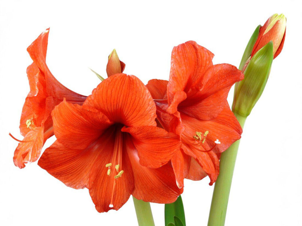 Unique Wedding Floral Ideas Using Giant Waxed Amaryllis 1 Unique Wedding Flora Ideas Giant Waxed Amaryllis