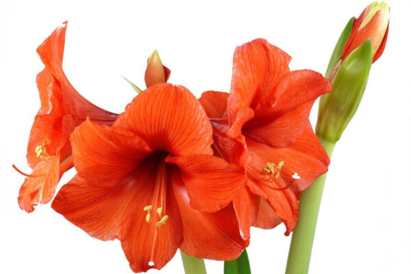Unique Wedding Flora Ideas Giant Waxed Amaryllis