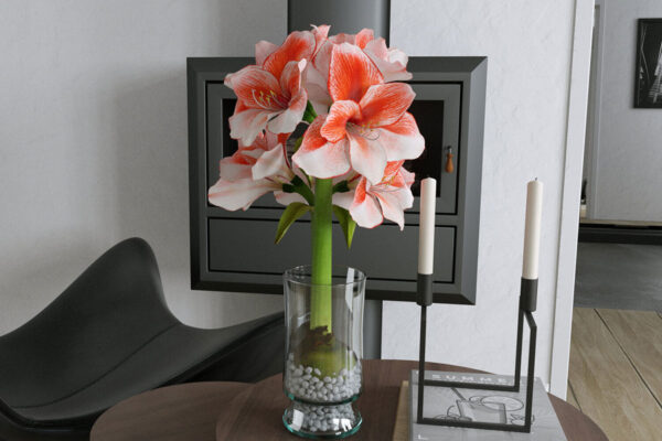 Vienna Charisma Amaryllis