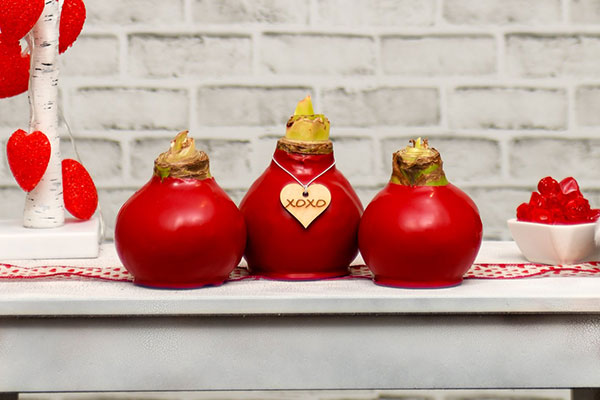 Waxed Amaryllis Valentines Day 2025 02 resized