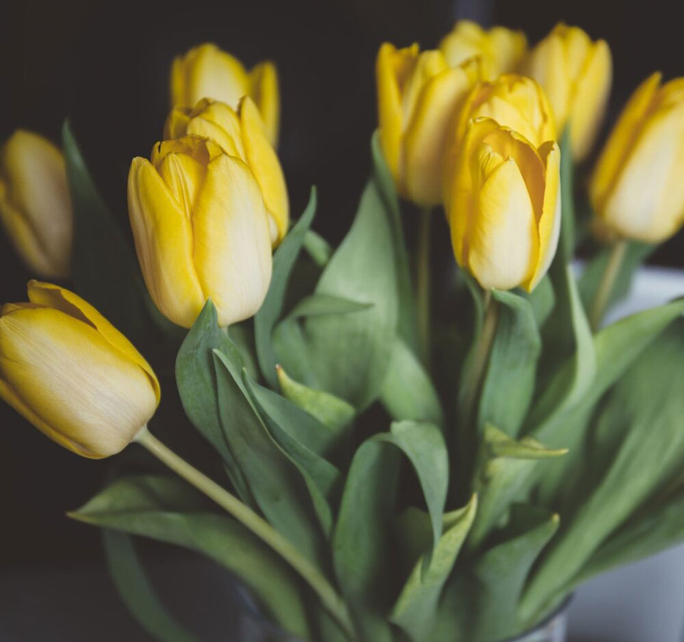 Yellow Tulips