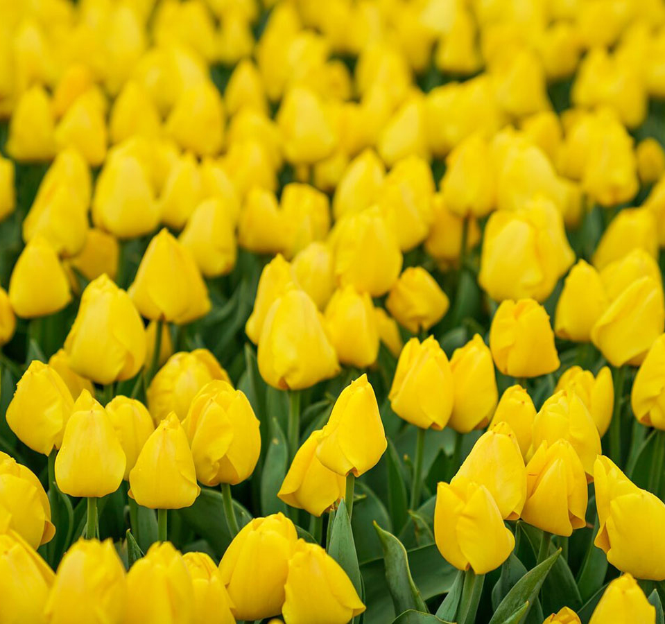 Yellow Tulips