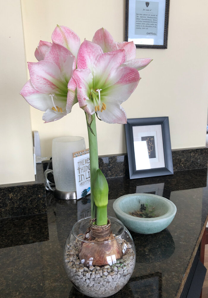 Product Gallery 39 Amaryllis in Bloomaker Vase