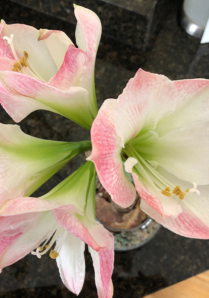 Product Gallery 38 Amaryllis in Bloomaker Vase