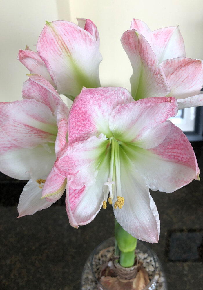 Product Gallery 36 Amaryllis in Bloomaker Vase