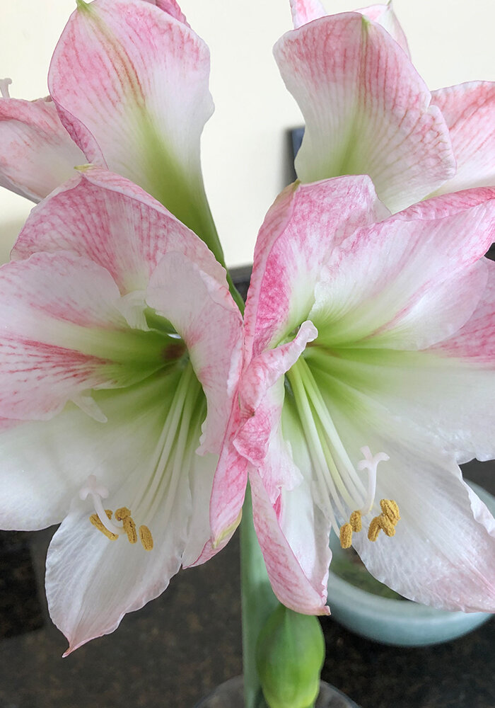 Product Gallery 37 Amaryllis in Bloomaker Vase