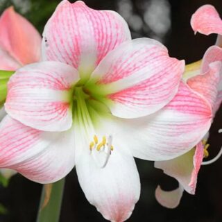 Apple Blossom