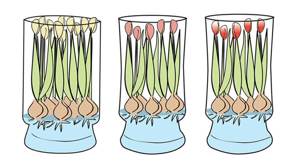 When is the Best Time to Purchase Bloomaker Tulips? 3 Tulips At the Rim of the Vase Diagram