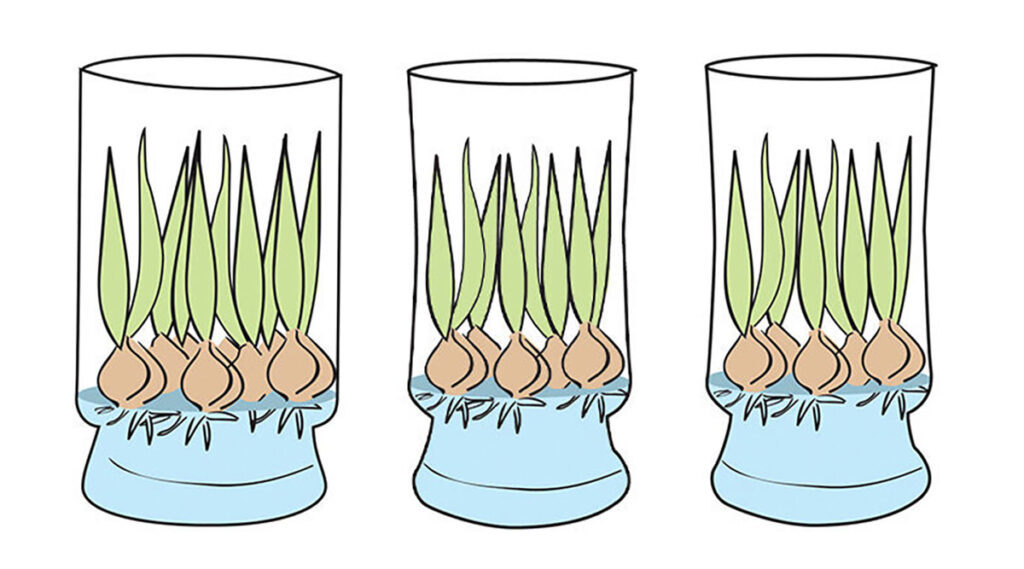 When is the Best Time to Purchase Bloomaker Tulips? 2 Tulips below the Rim of the Vase Diagram