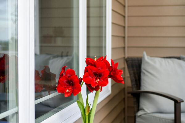 Anne Seaton amaryllis with deep red blooms displayed as a thoughtful Best Friday Day gift
