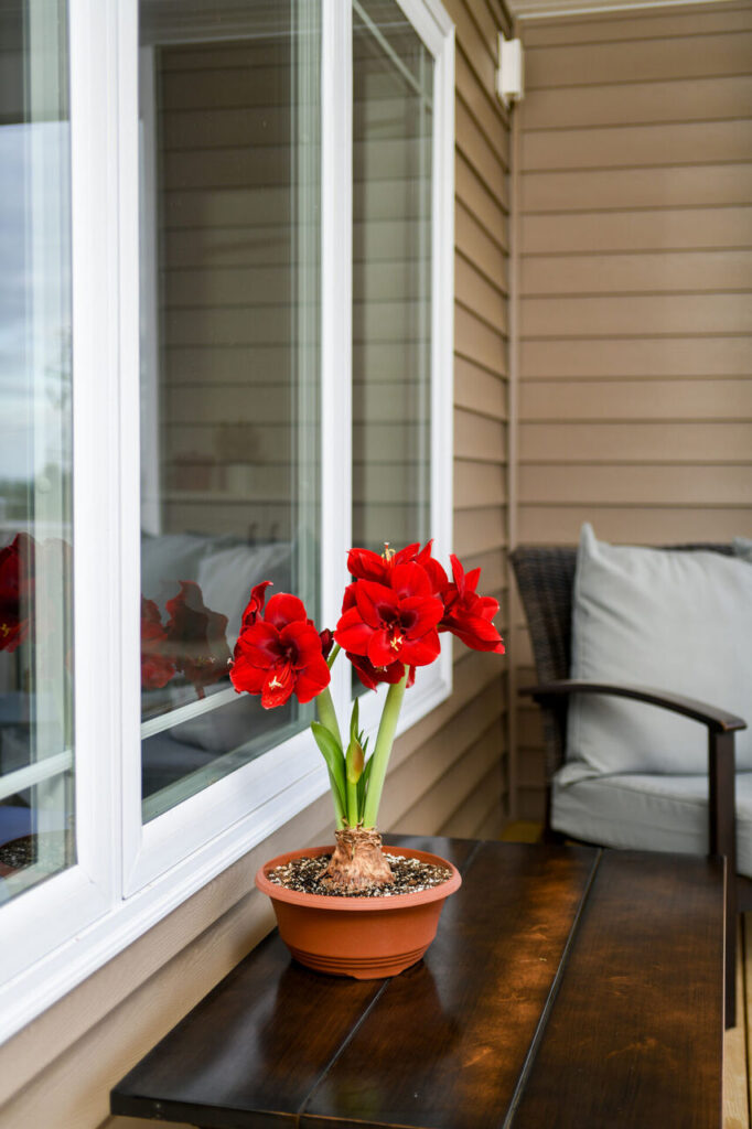 National Best Friend Day: 8 Flower Arrangements to Send Your Person 1 Anne Seaton amaryllis with deep red blooms displayed as a thoughtful Best Friday Day gift