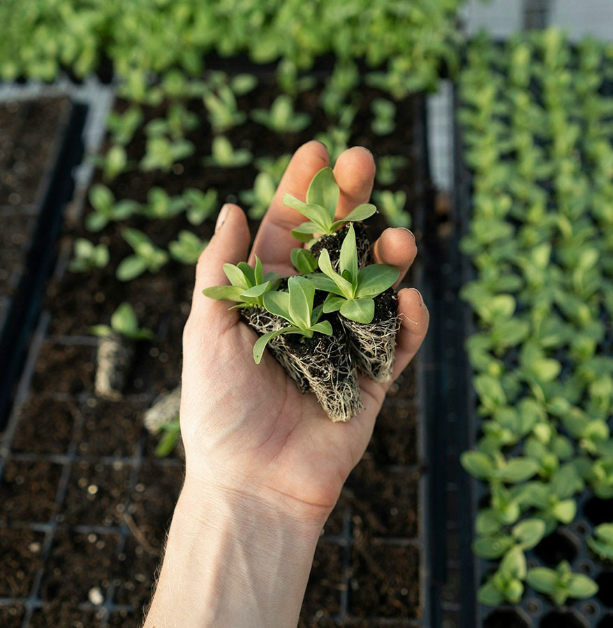 hydroponics in action