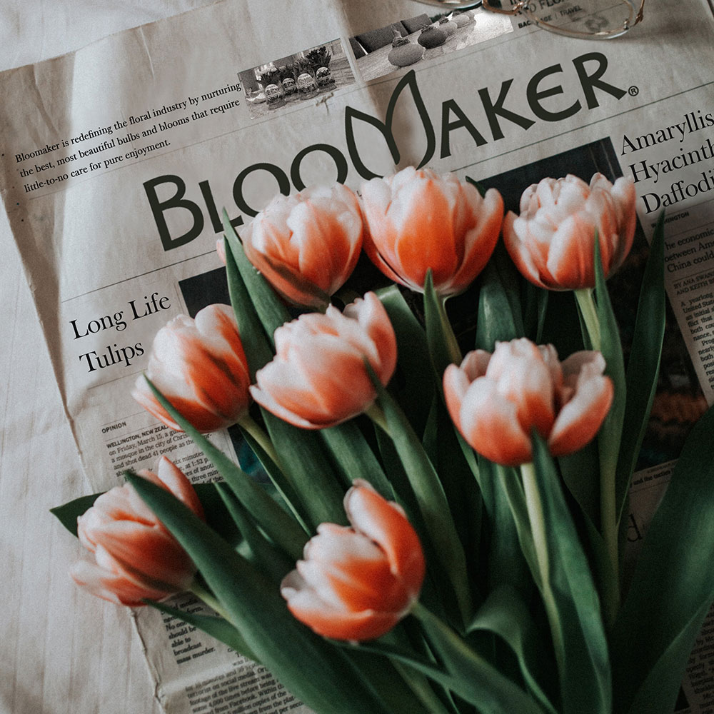 blog newsletter bloomaker